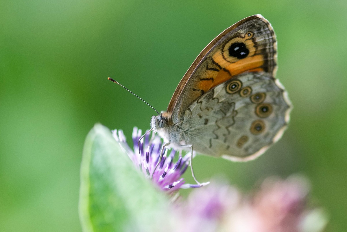 (FILES) This photograph shows a Wall Brown butterfly, a flying insect, drinking nectar from a flower with its proboscis at the Parc Floral in eastern Paris on July 29, 2025. (Photo by Martin LELIEVRE / AFP)