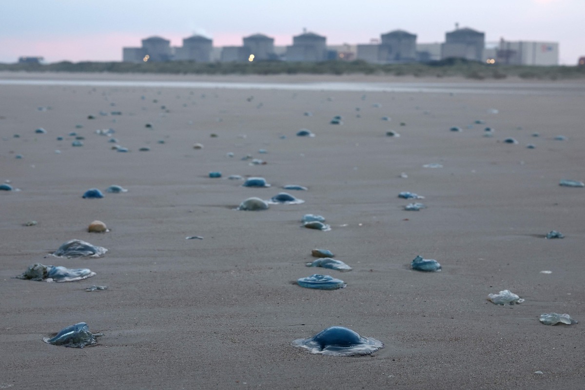 Jellyfish lay on the shore near the Gravelines nuclear power plant in Gravelines, northern France on August 12, 2025. Photo by Sameer AL-DOUMY / AFP