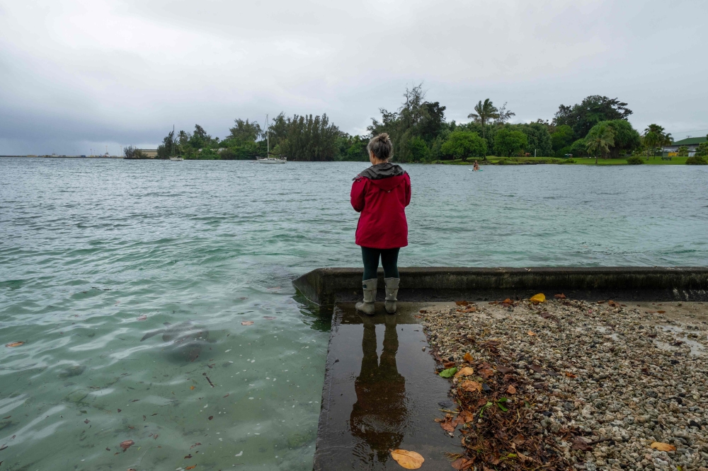 A resident looks at a young green sea turtle as ocean waters started to raise due to the approach of Tropical Storm Lala at Reed's Bay in Hilo, Hawaii on August 14, 2026. (Photo by Jill K. Briggs / AFP)
 