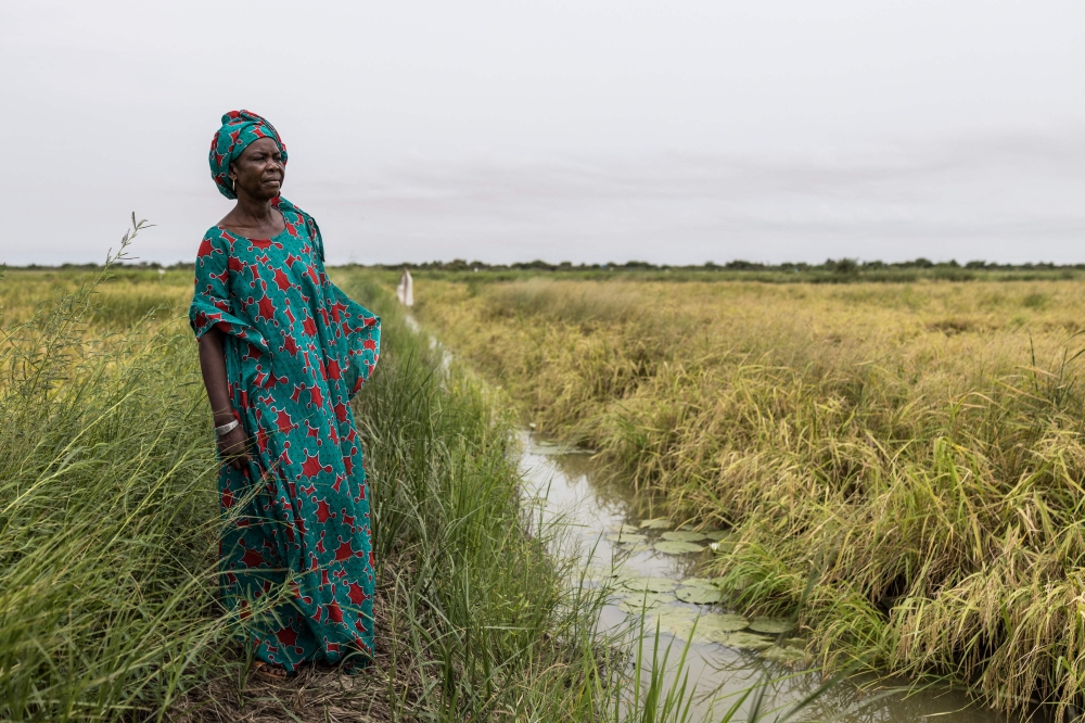 Mai Diop poses for a portrait next to her paddy field in Lampsar, on August 20, 2026.(Photo by Patrick Meinhardt / AFP)