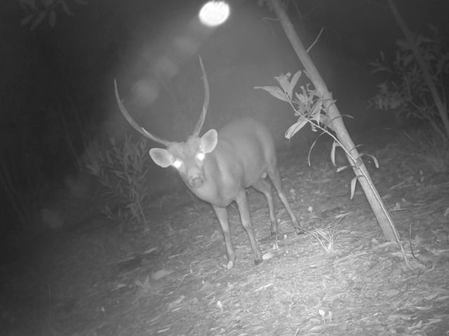 This undated photo shows a Hog Deer in Koh Kong province of Cambodia. (Cambodian Ministry of Environment/Handout via Xinhua)