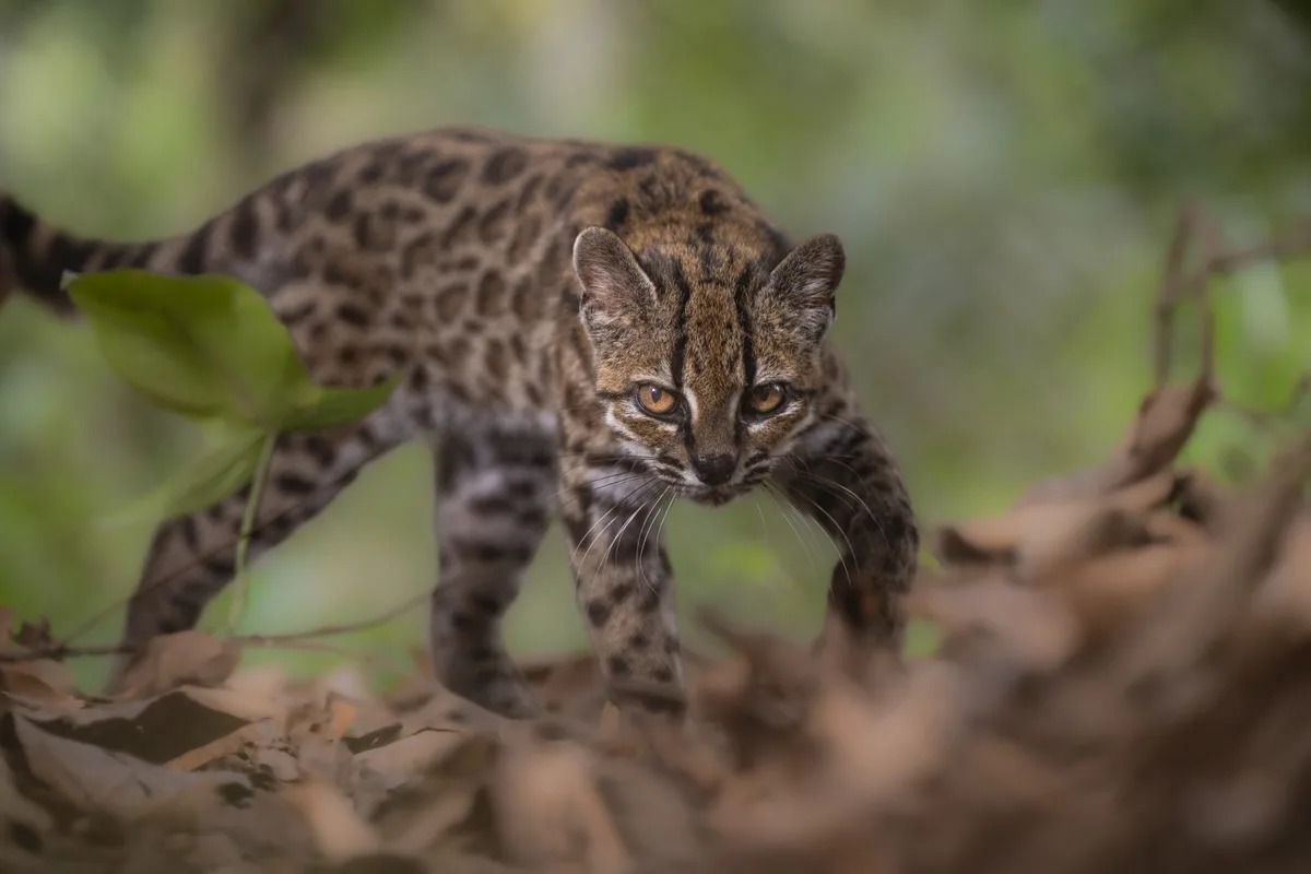 Credit: Fernando Faciole/National Geographic
