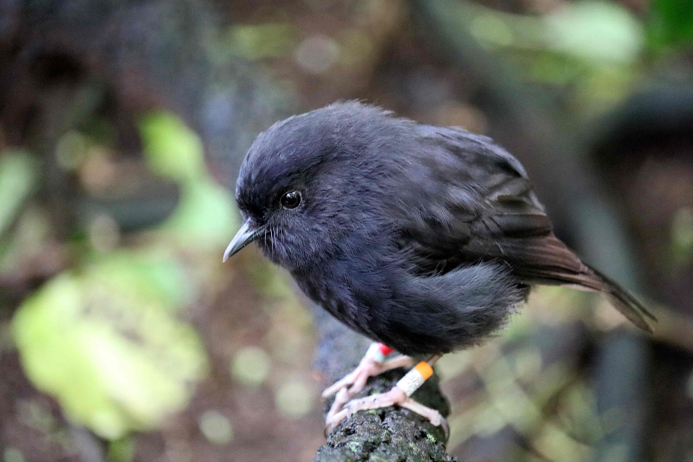 This handout photo taken by Calen Teague on October 28, 2024, and released by Royal Forest & Bird Society of New Zealand on September 21, 2026, shows the critically endangered black robin on a branch on Chatham Island. (Photo by Calen Teague / Royal Forest & Bird Society of New Zealand / AFP)