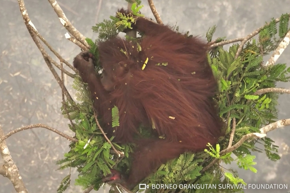 This screengrab from a handout video taken on September 26, 2026 by Borneo Orangutan Survival Foundation (BOSF) obtained by AFPTV and released on October 8 shows an aerial view of a female orangutan nicknamed Novita resting in a tree amid smoke from forest and land fires in Central Kalimantan. (Photo by Handout / BORNEO ORANGUTAN SURVIVAL FOUNDATION / AFP) / 