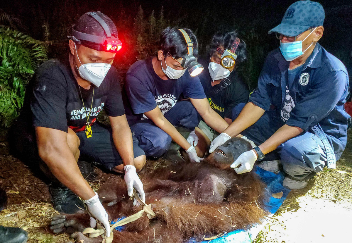 Natural Resources Conservation Agency (BKSDA) and Orangutan Foundation International (OFI) officials examine an orangutan after it was evacuated from a forest and land fire in the Baamang area of East Kotawaringin, Central Kalimantan on October 14, 2026. (Photo by REINA / AFP)
